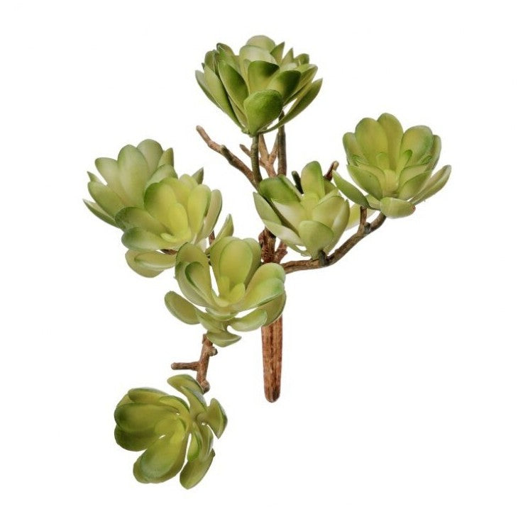 Creeping Succulent Cluster Pick 5"